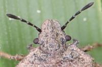 Podops inunctus