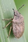Podops inunctus