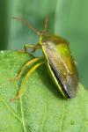Piezodorus lituratus