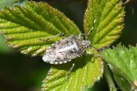 Rhaphigaster nebulosa