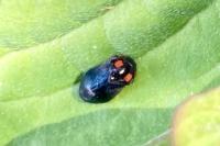 Penthimia nigra