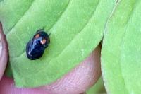 Penthimia nigra