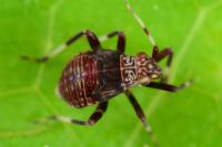 Mermitelocerus schmidtii