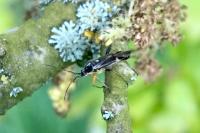 Harpocera thoracica