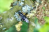 Harpocera thoracica