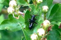 Miris striatus