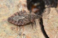 Aradus betulae