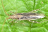 Stenodema laevigata
