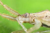 Stenodema laevigata
