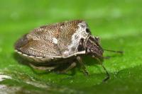 Eysarcoris ventralis