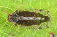 Tachycixius pilosus