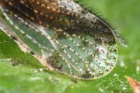 Tachycixius pilosus