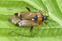 Harpocera thoracica