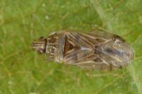 Holcocranum saturejae