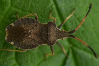 Enoplops scapha