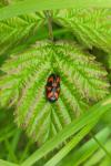 Cercopis vulnerata