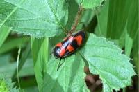 Cercopis vulnerata