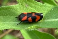 Cercopis vulnerata