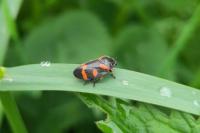 Cercopis intermedia