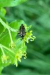 Harpocera thoracica
