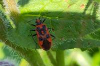 Corizus hyoscyami