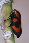 Cercopis vulnerata