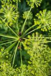 Graphosoma italicum