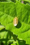 Aelia acuminata