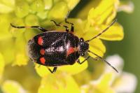 Eurydema oleracea