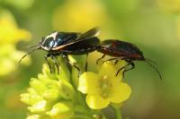 Eurydema oleracea