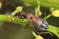 Himacerus mirmicoides