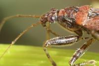 Himacerus mirmicoides