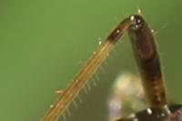 Himacerus mirmicoides