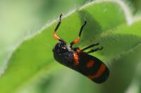 Cercopis intermedia