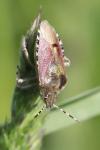 Dolycoris baccarum