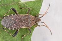 Ceraleptus gracilicornis