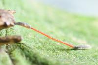 Ceraleptus gracilicornis