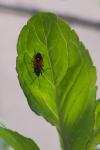 Melanocoryphus albomaculatus