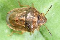 Neottiglossa leporina