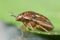 Neottiglossa leporina