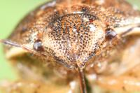 Neottiglossa leporina