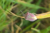 Dolycoris baccarum
