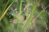 Cercopis vulnerata