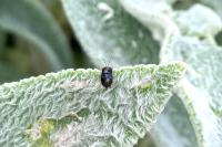 Geocoris erythrocephalus
