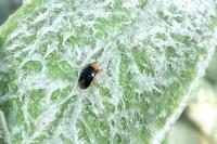 Geocoris erythrocephalus