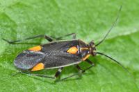 Capsodes flavomarginatus