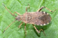 Ceraleptus gracilicornis