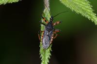 Rhynocoris annulatus