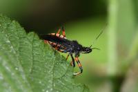 Rhynocoris annulatus