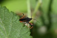 Rhynocoris annulatus